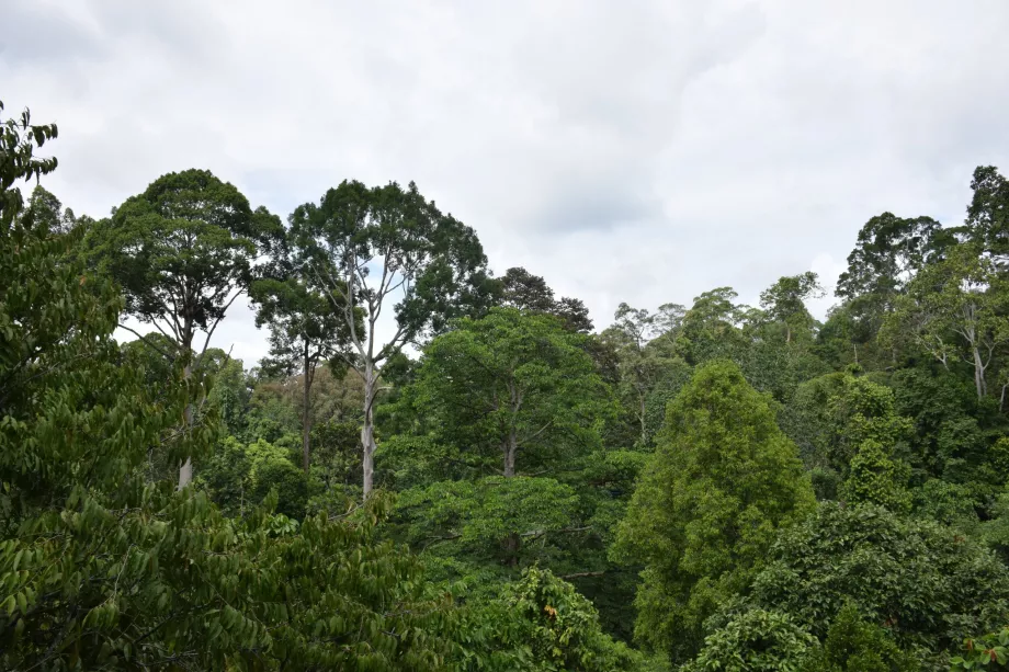 Džungľa v údolí Danum, Sabah, Borneo