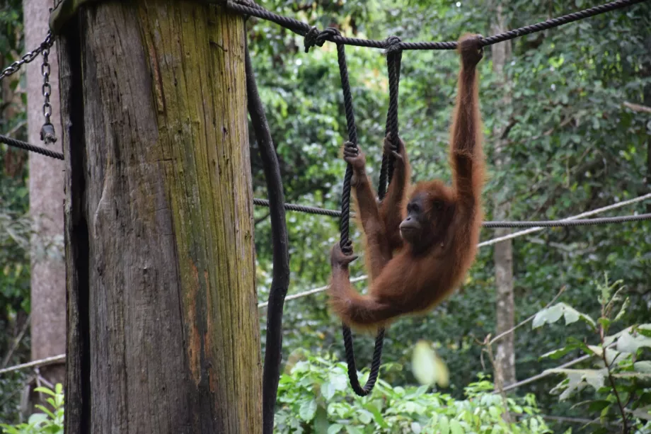 Rehabilitačné centrum Organgtan v Sepiloku, Sabah, Borneo