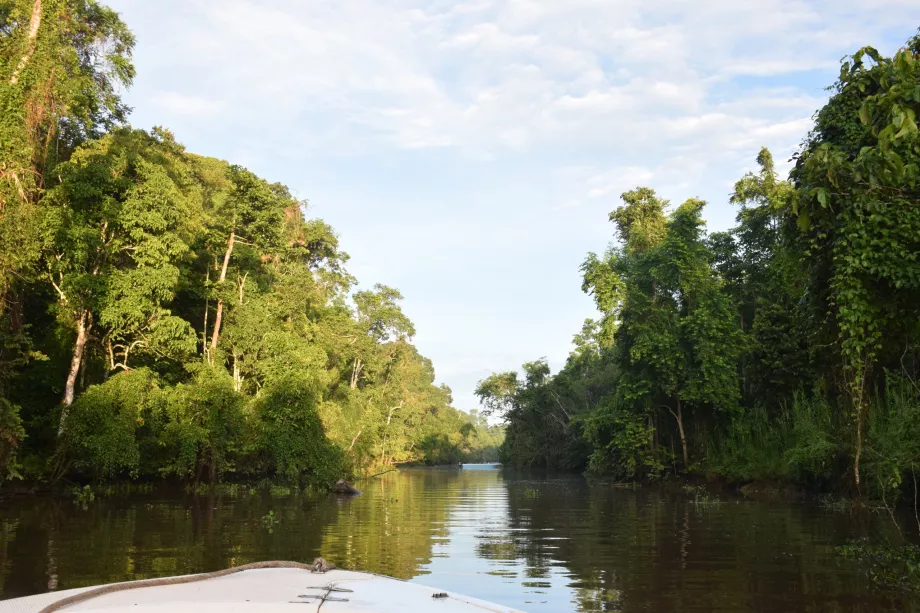 Riečne safari na rieke Kinabatangan, Sabah, Borneo