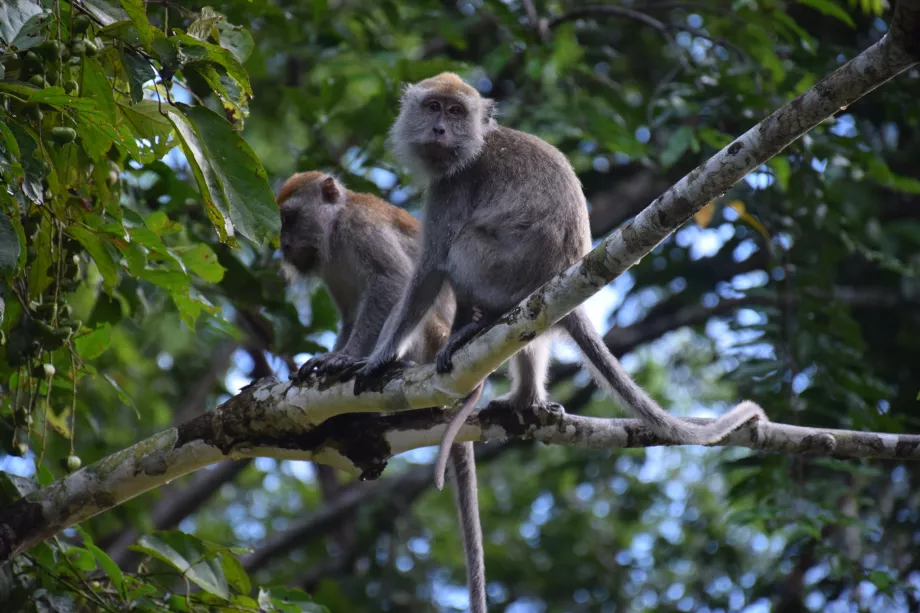 Danum Valley, Sabah, Botnro