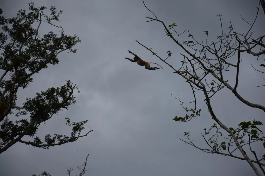 Rieka Kinabatangan, Sabah, Borneo