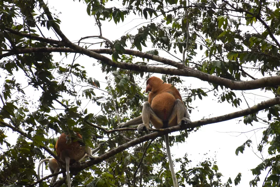 Mokrade Klias, Sabah, Borneo