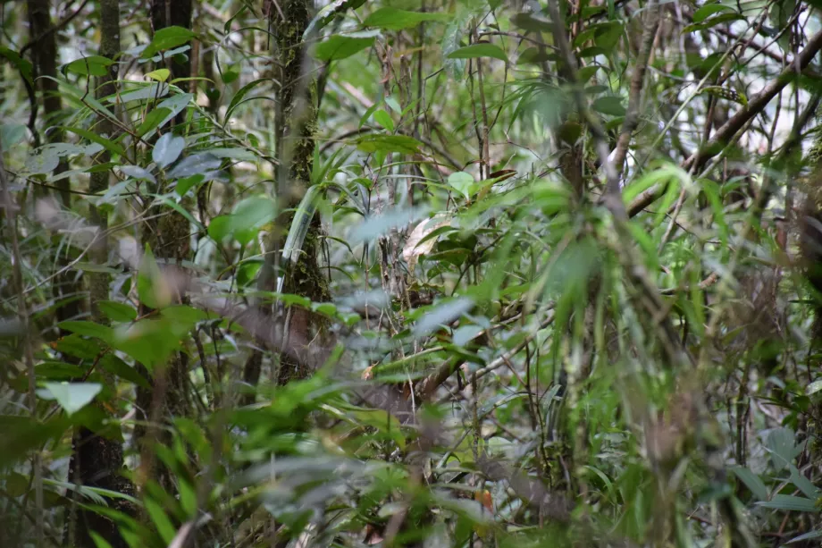 Povodie rieky Maliau, Sabah, Borneo