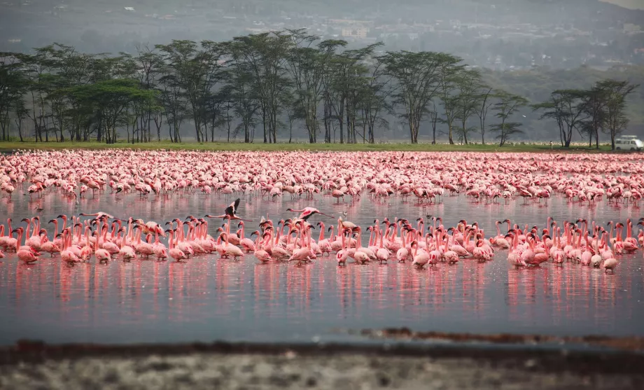 Plameniaky v Nakuru