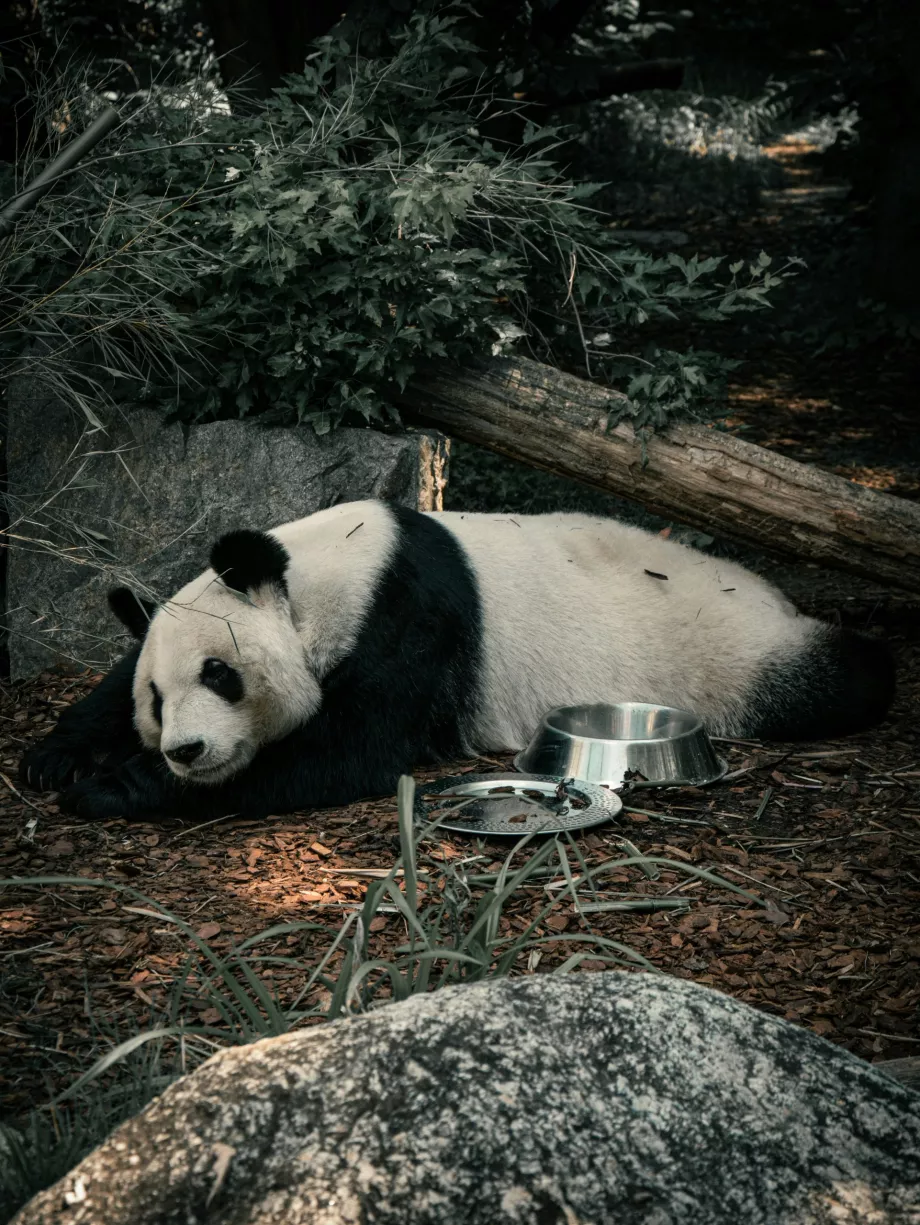 Panda veľká vo viedenskej zoo