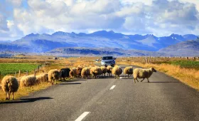 Ovce na Islande