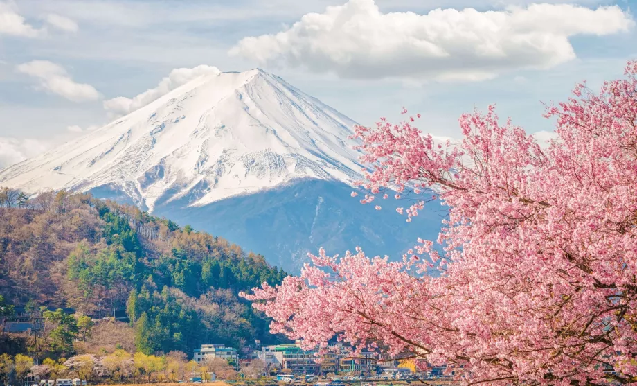 Fudži a sakura