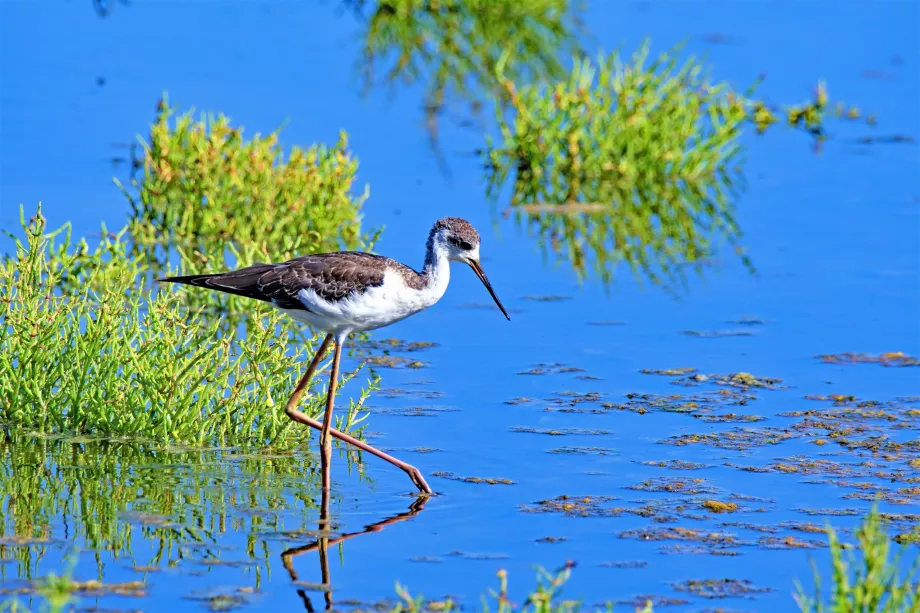 S'albufera