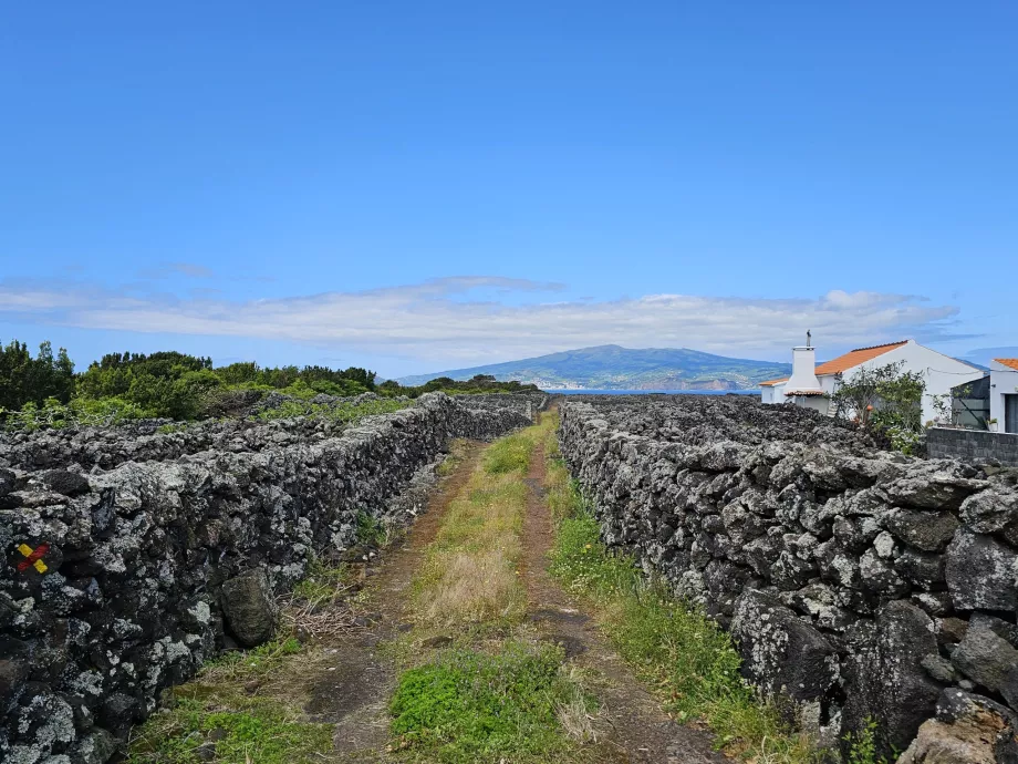 Pešia trasa cez vinice Criacao Velha