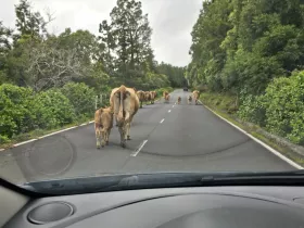 Kravy na ceste