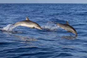 Delfíny z Madeiry