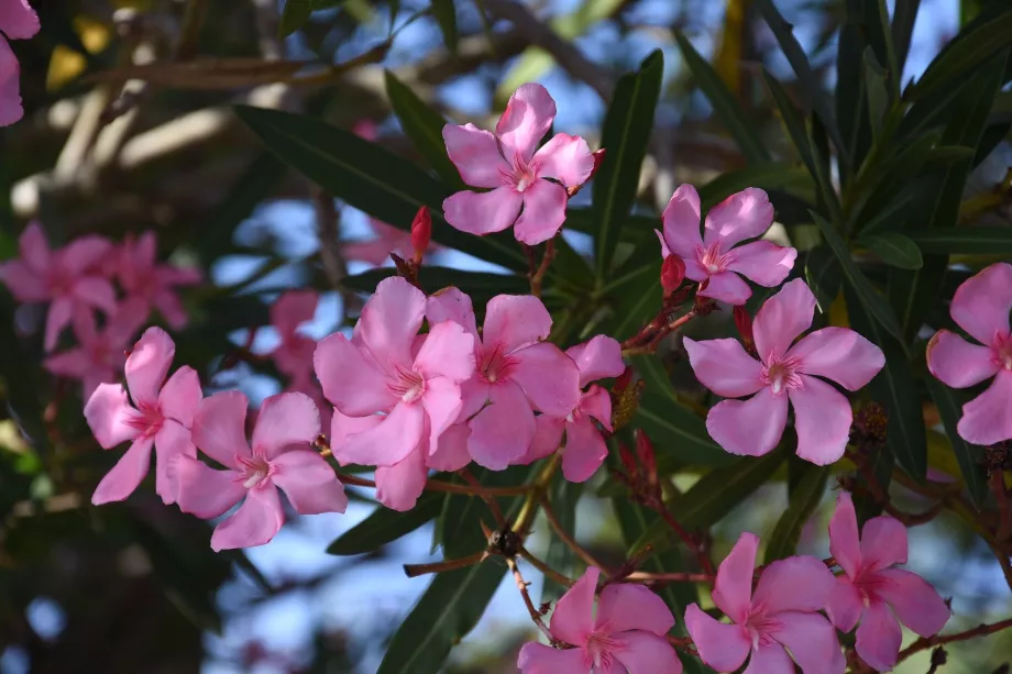 Bougainvillea