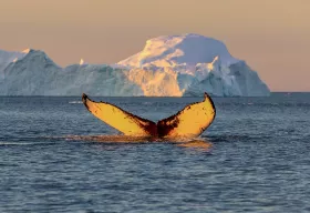 Veľrybí chvost