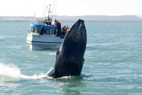 Pozorovanie veľrýb