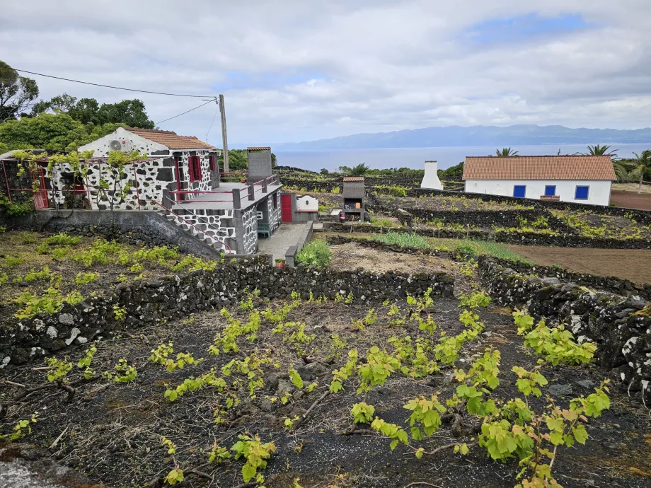 Vinohrady Lava, Ribeirinha