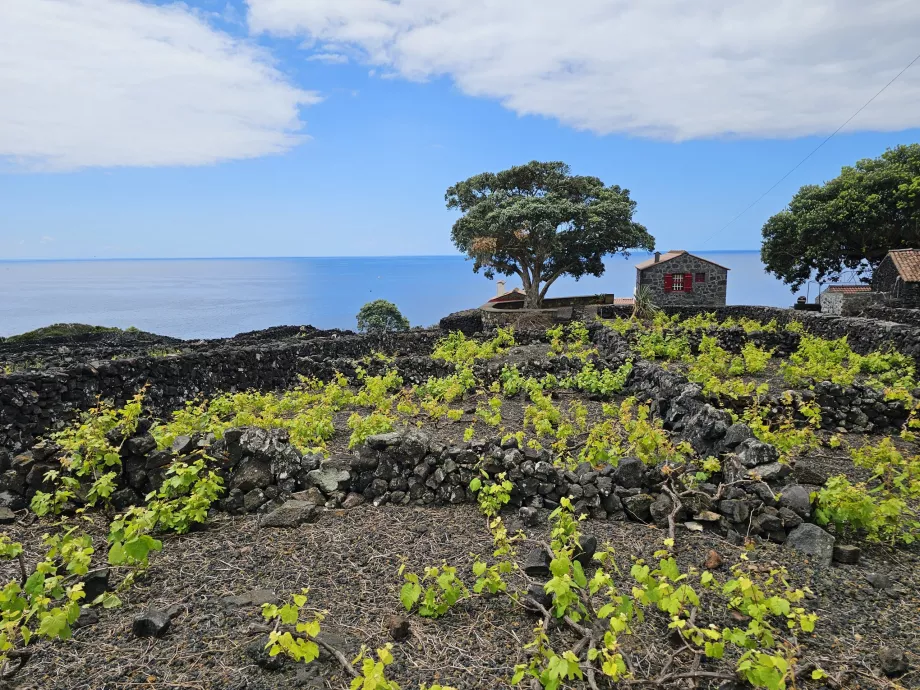 Vinohrady Lava