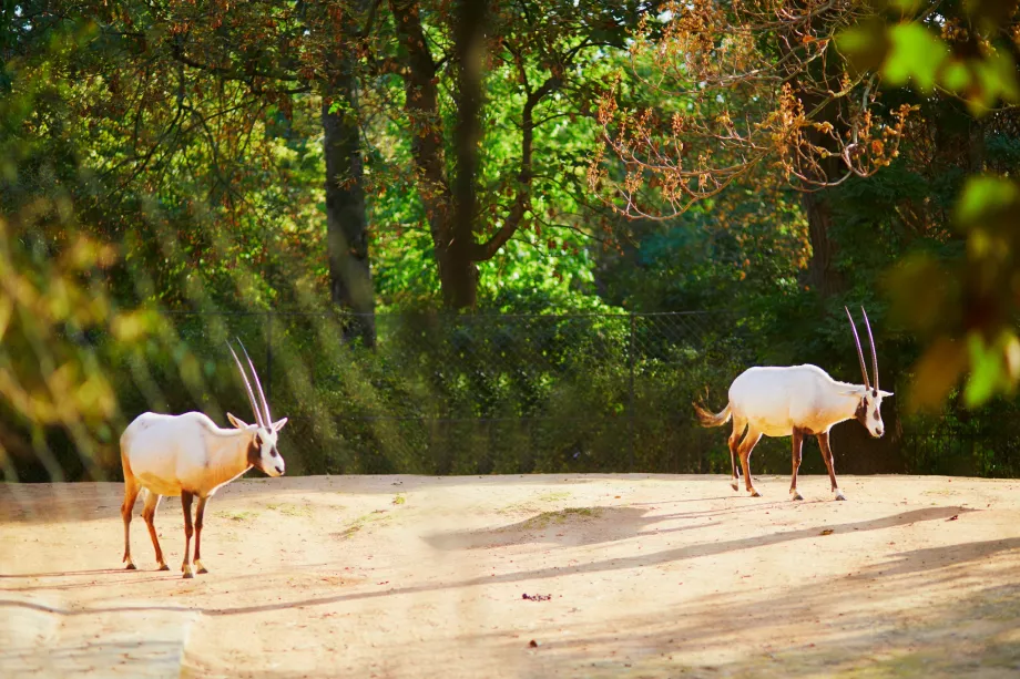 Zoologická záhrada v Jardin des Plantes