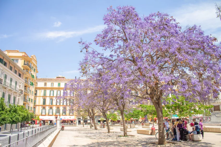 Stromy Jacaranda