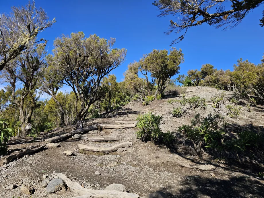 Cesta na Alto de Garajonay