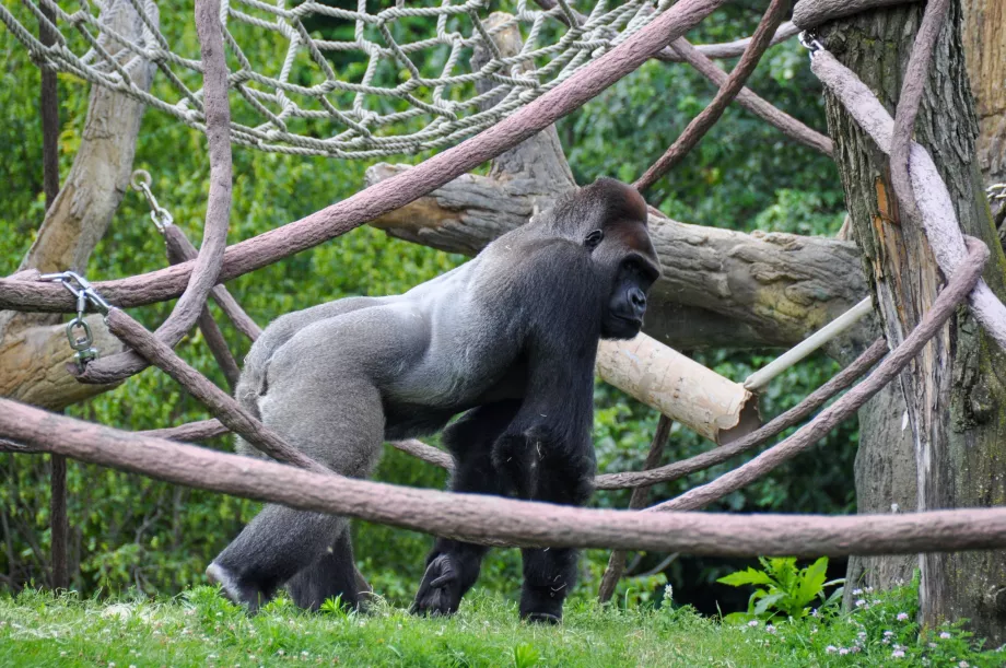 Lincolnova zoologická záhrada