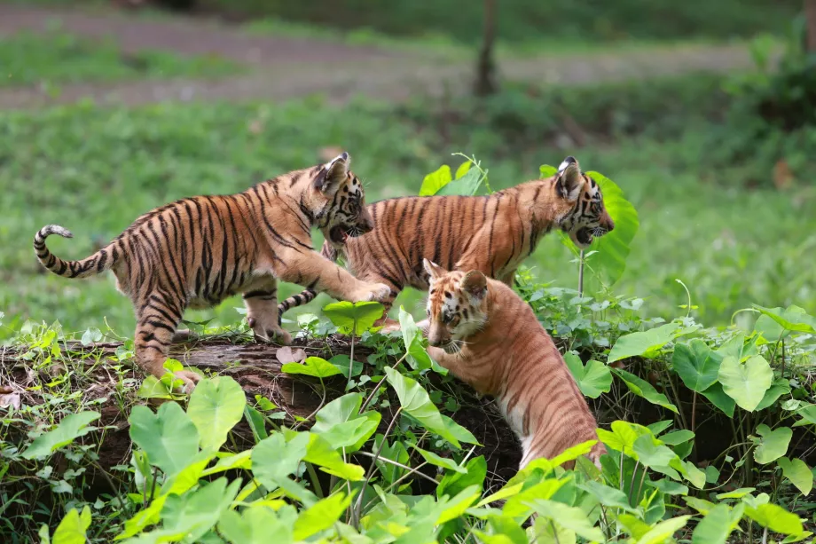 Zoologická záhrada Ragunan