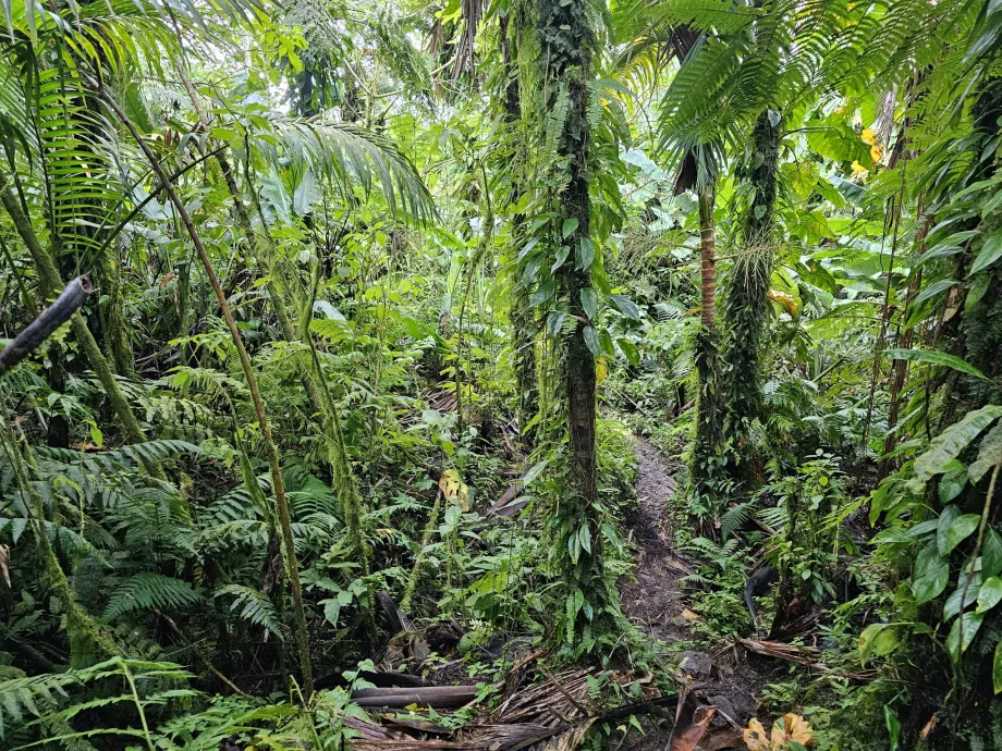 Chodník Elfin Forest