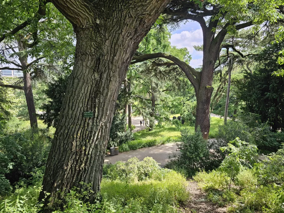 Jardin des Plantes