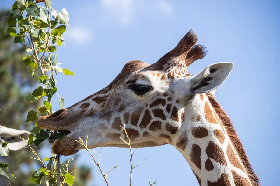 Žirafa v ZOO Schönbrunn