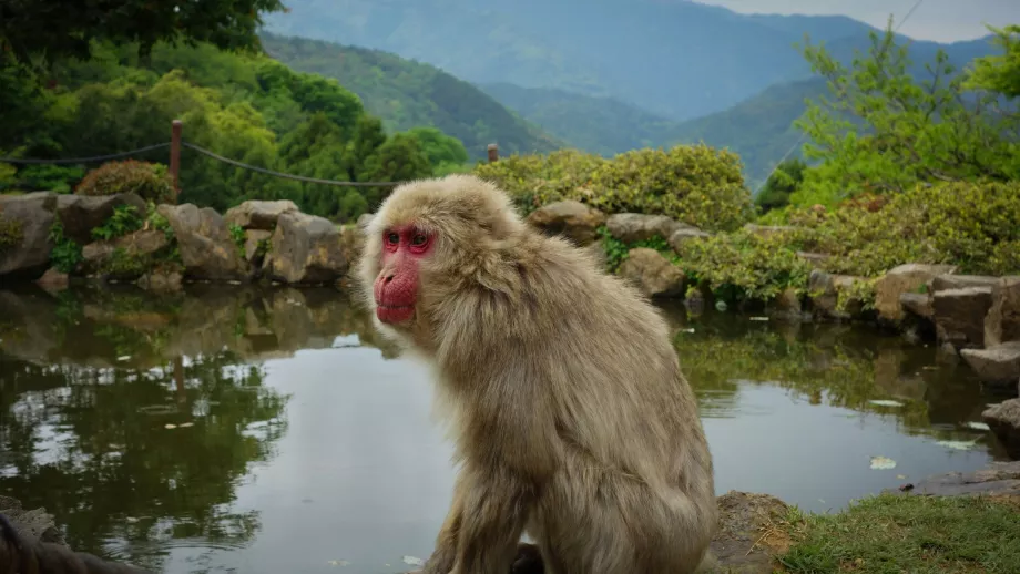 Opičí park Arashiyama