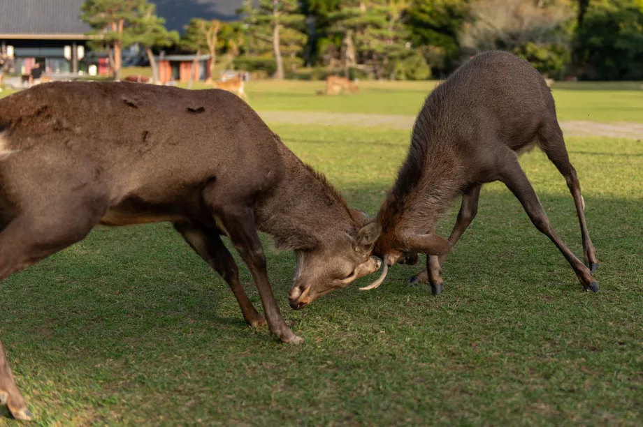 Park Nara