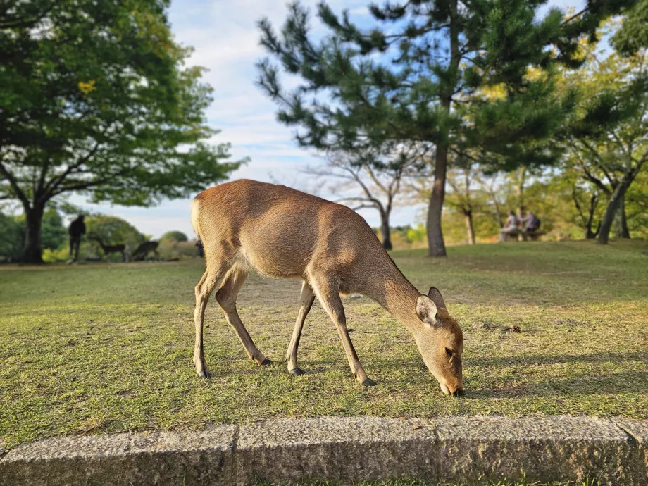 Park Nara