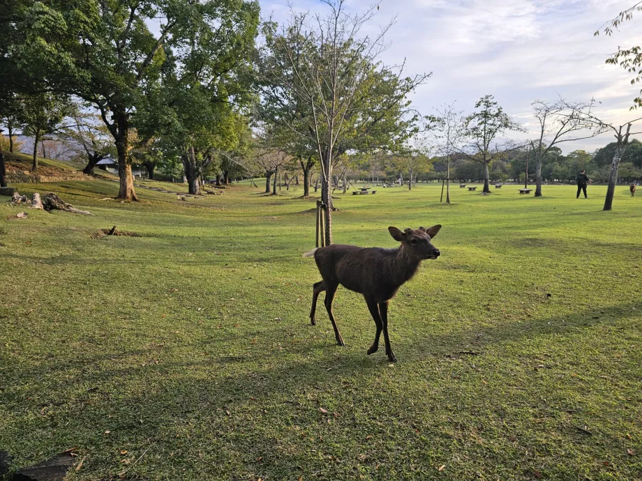 Park Nara