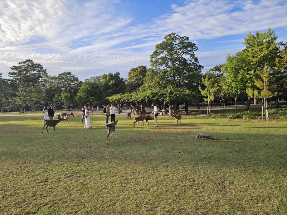 Park Nara