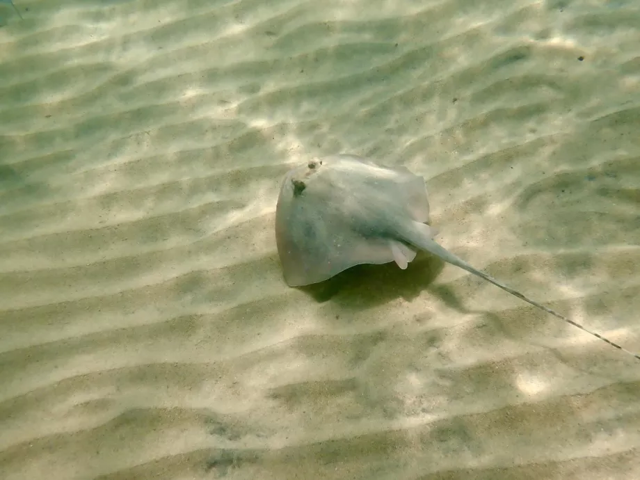 Šnorchlovanie na ostrove Tioman