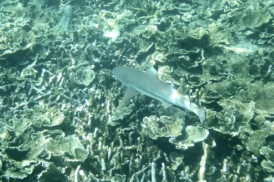 Šnorchlovanie na ostrove Tioman a žralok