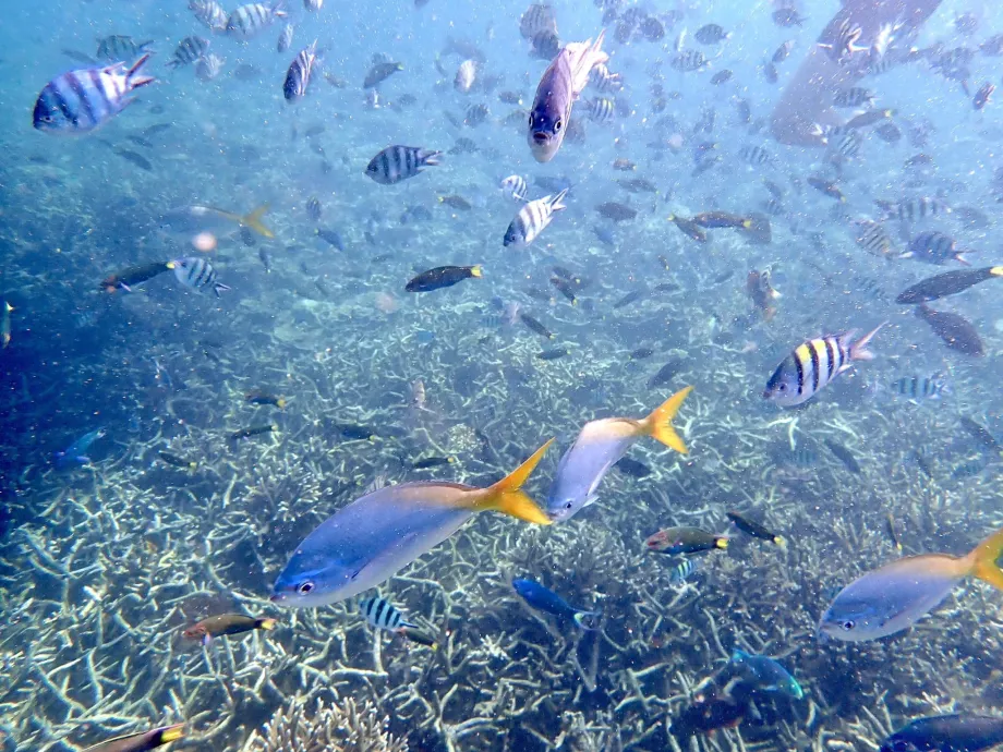 Šnorchlovanie na ostrove Tioman a ryby